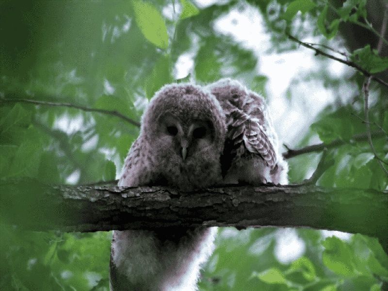 做试管脑子变迟钝pgd和pgs的费用北京通州试管被骗